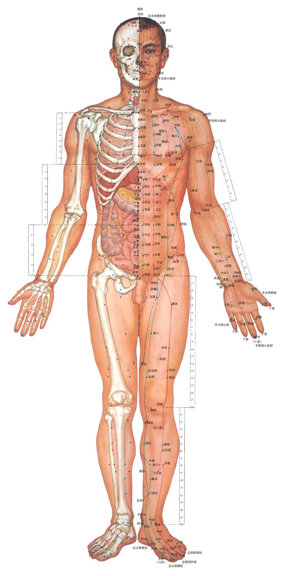 acupuncture chart 1