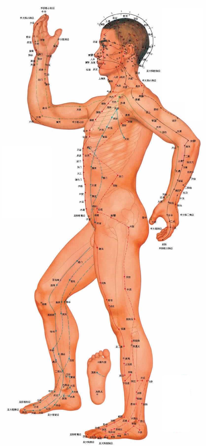 acupuncture chart 3