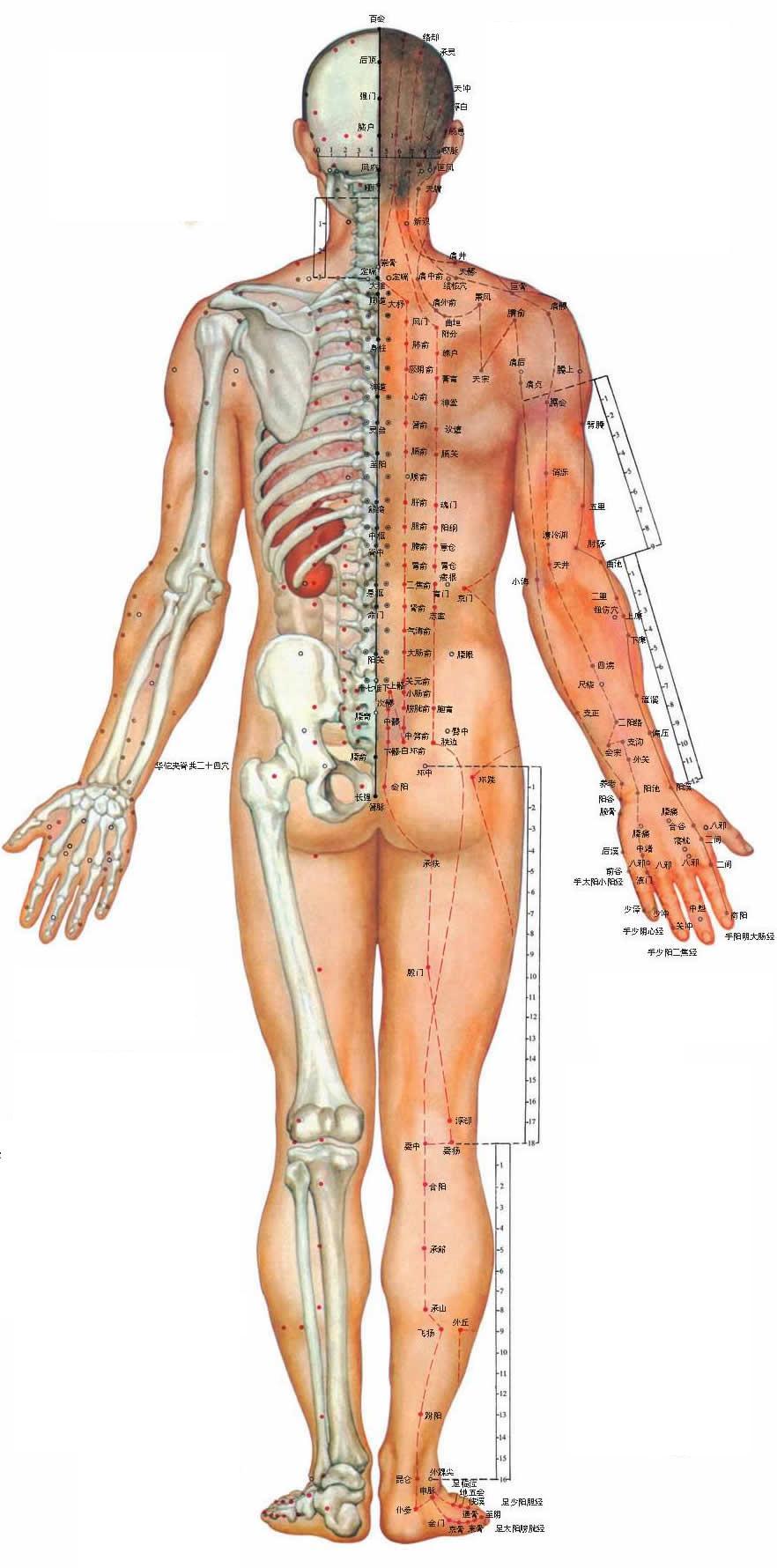 acupuncture chart 2